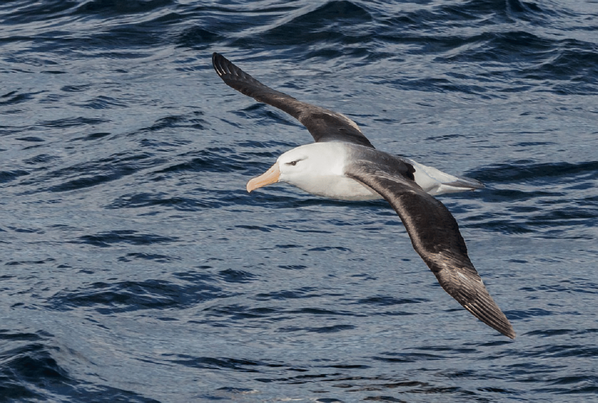 Albatross keep an eye on the pirates, will help to prevent fish theft