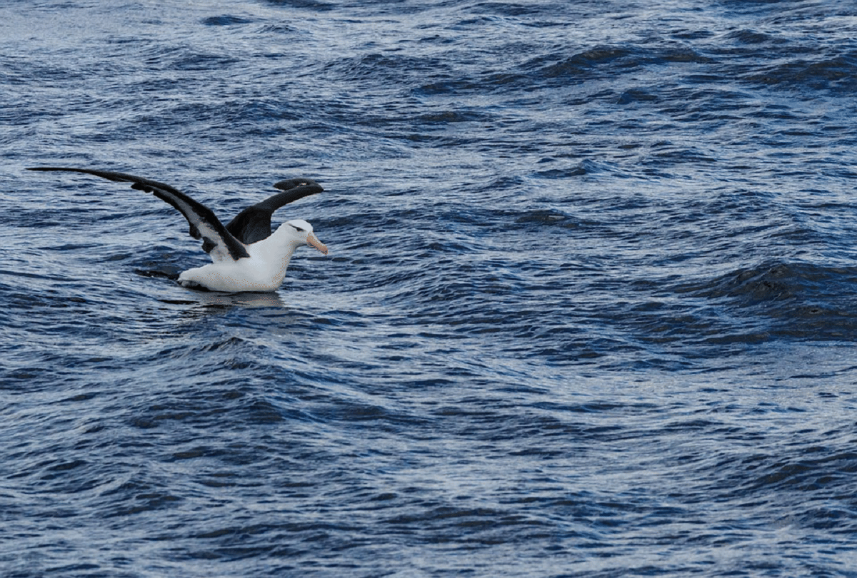 Albatross keep an eye on the pirates, will help to prevent fish theft