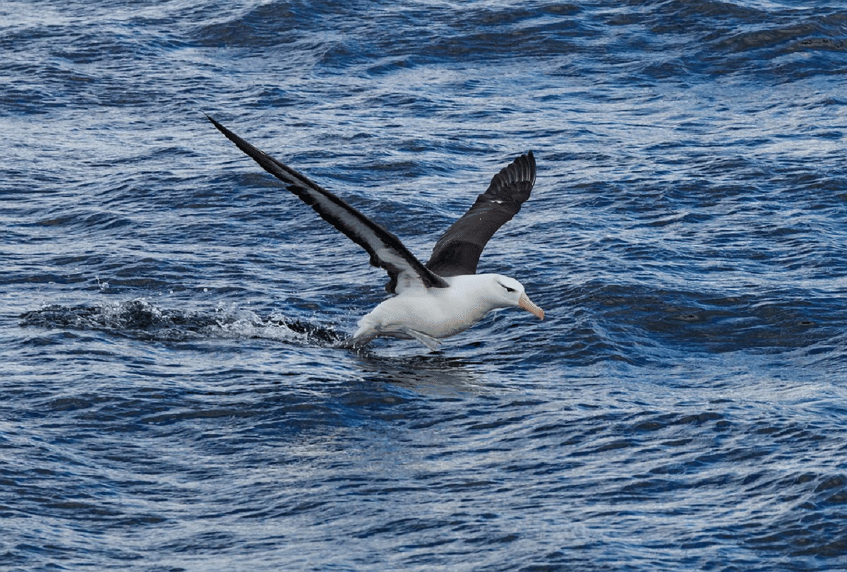 Albatross keep an eye on the pirates, will help to prevent fish theft