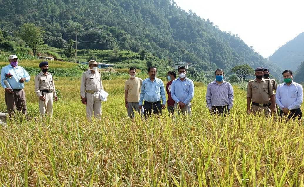 9.3 kg paddy production in 30 sq.m.