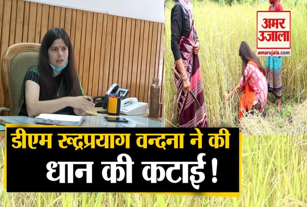 डीएम ने काटी धान