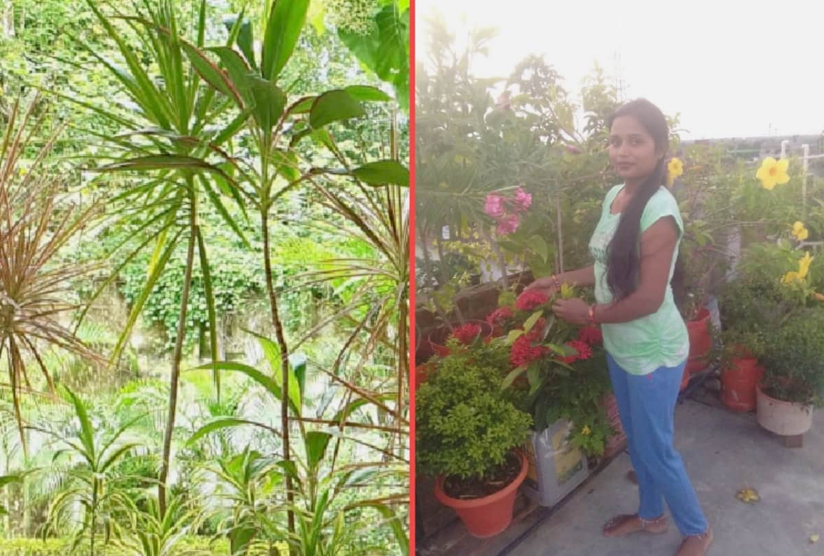 Story of special gardening by Director of Springer Public School Shipra and other people