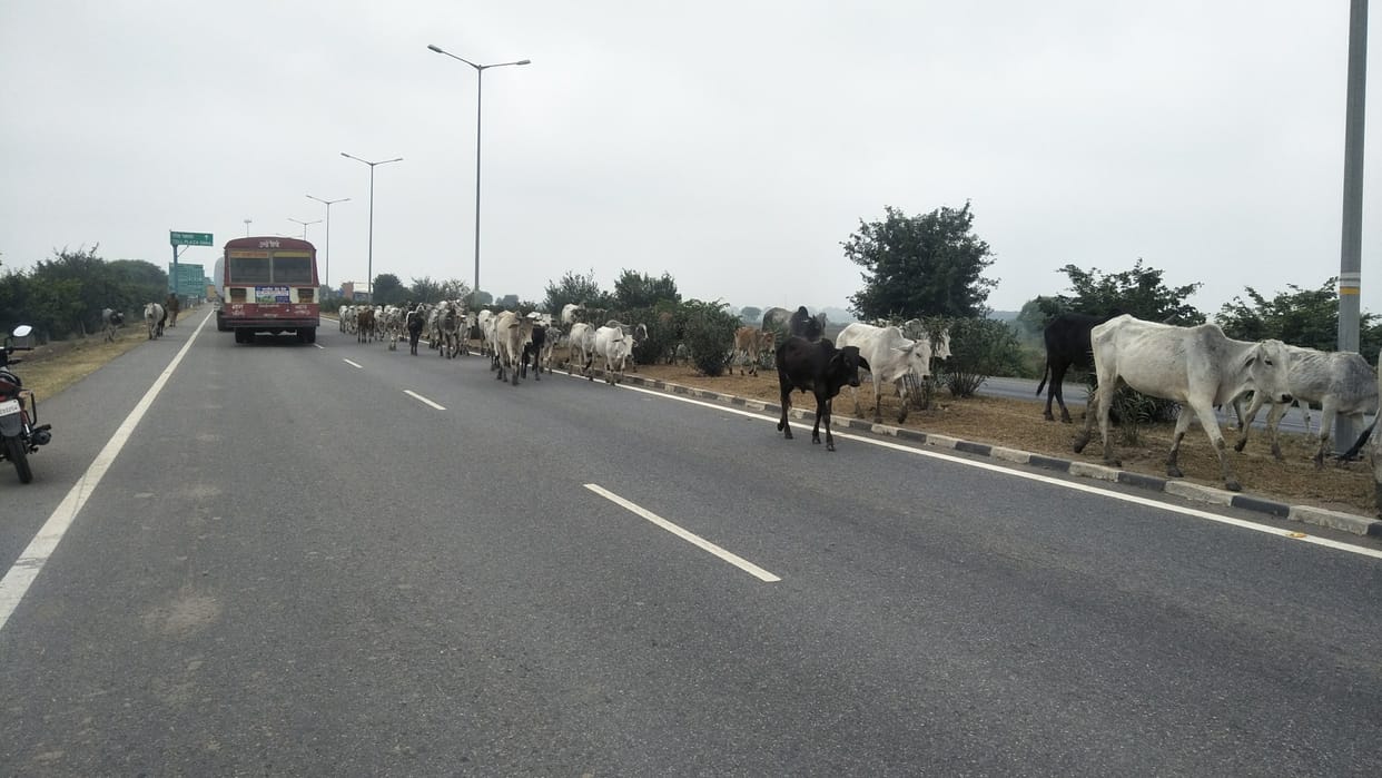 Jalaun: Waterlogging in the cowshed, cattle roaming on the highway