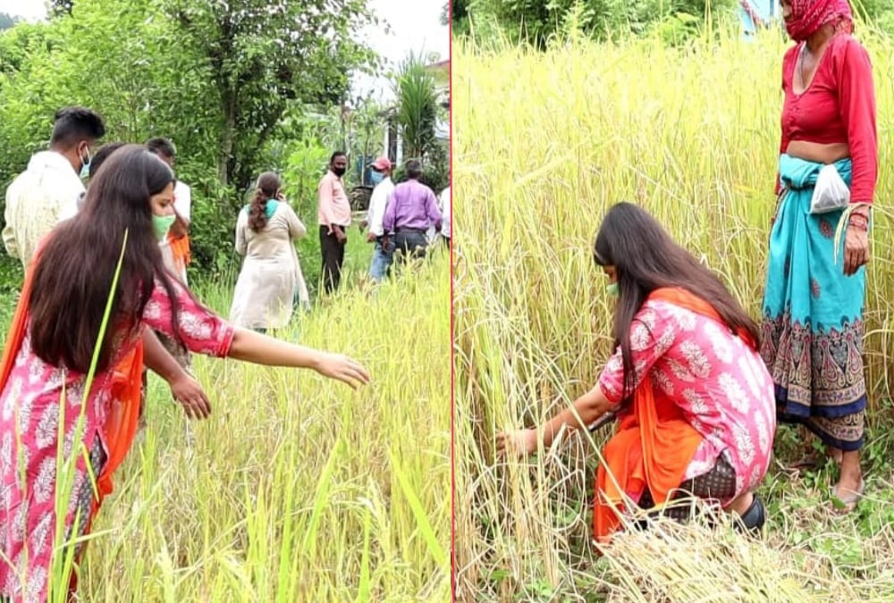 Uttarakhand IAS Officer Rudraprayag DM Vandana singh Cut paddy crop , Photos