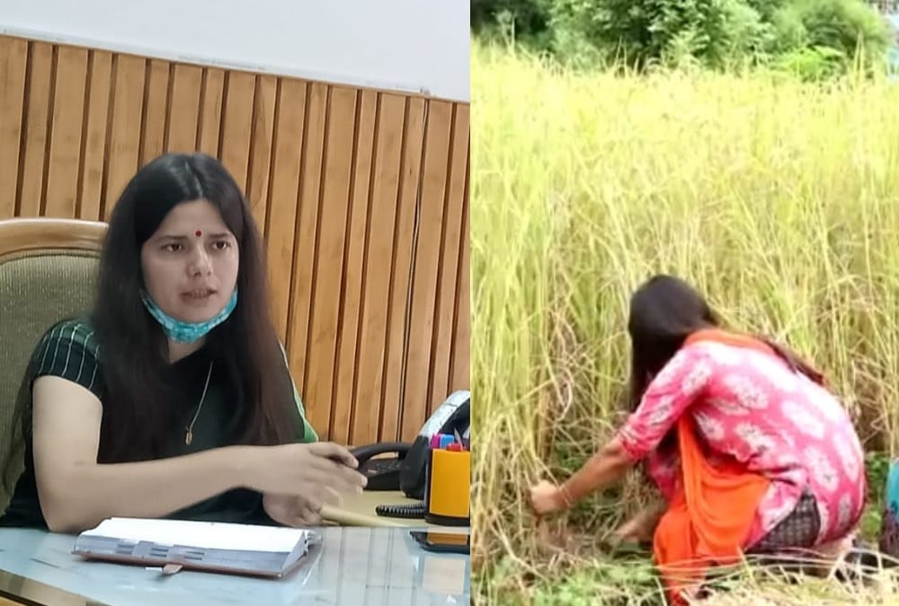 Uttarakhand IAS Officer Rudraprayag DM Vandana singh Cut paddy crop , Photos