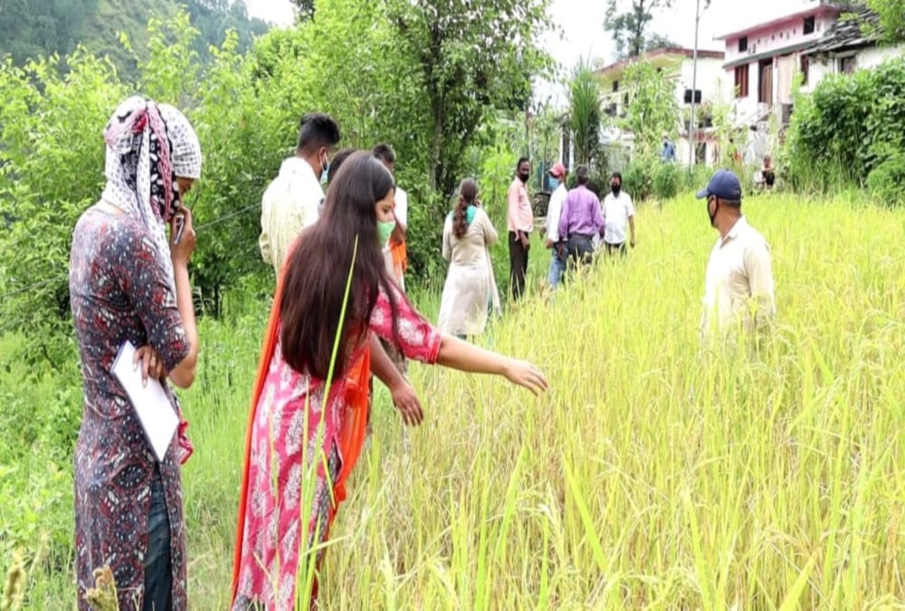 Uttarakhand IAS Officer Rudraprayag DM Vandana singh Cut paddy crop , Photos