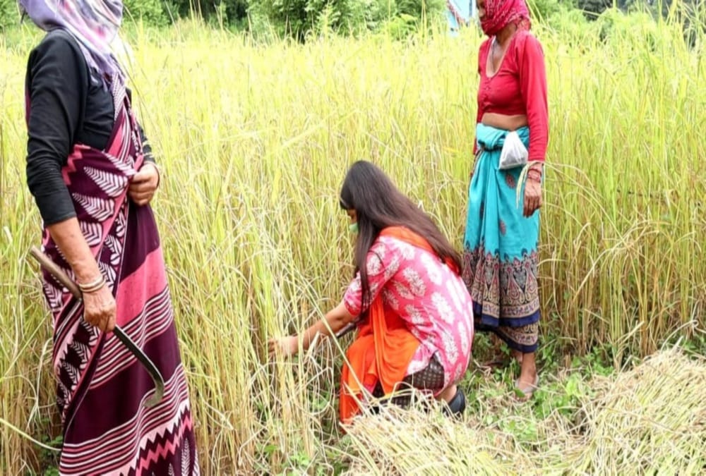 Uttarakhand IAS Officer Rudraprayag DM Vandana singh Cut paddy crop , Photos