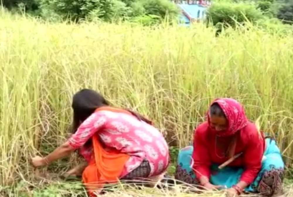 Uttarakhand IAS Officer Rudraprayag DM Vandana singh Cut paddy crop , Photos