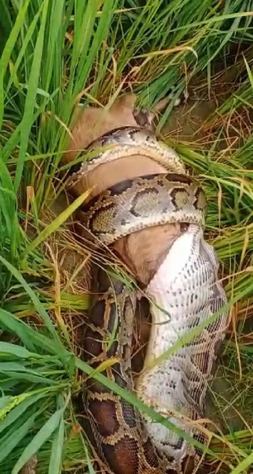 Python swallows Onroz  alive