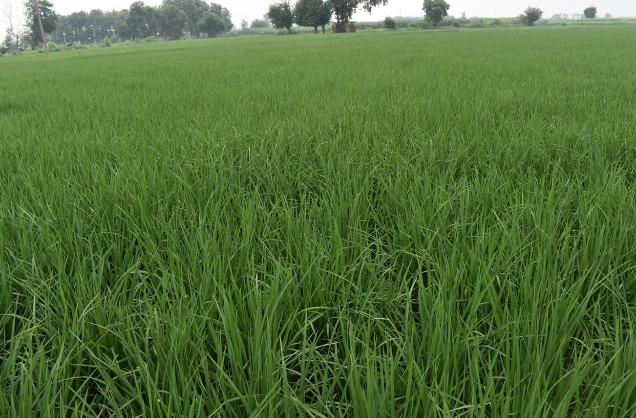 Biodiversity park to be built in Narora, preparations begin