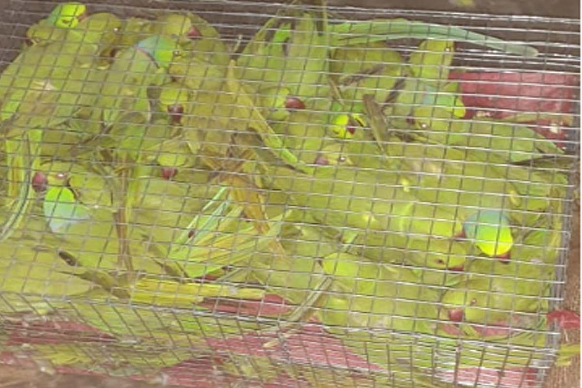 Parrots being smuggled into roadways buses, Forest Department team caught seventy parrots in meerut