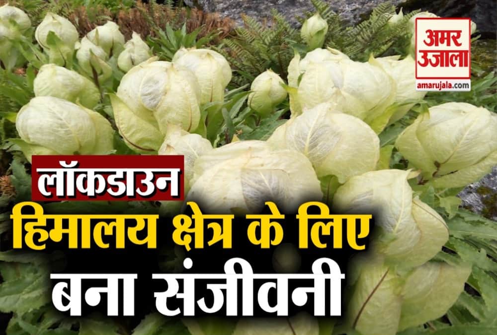 ब्रह्मकमल