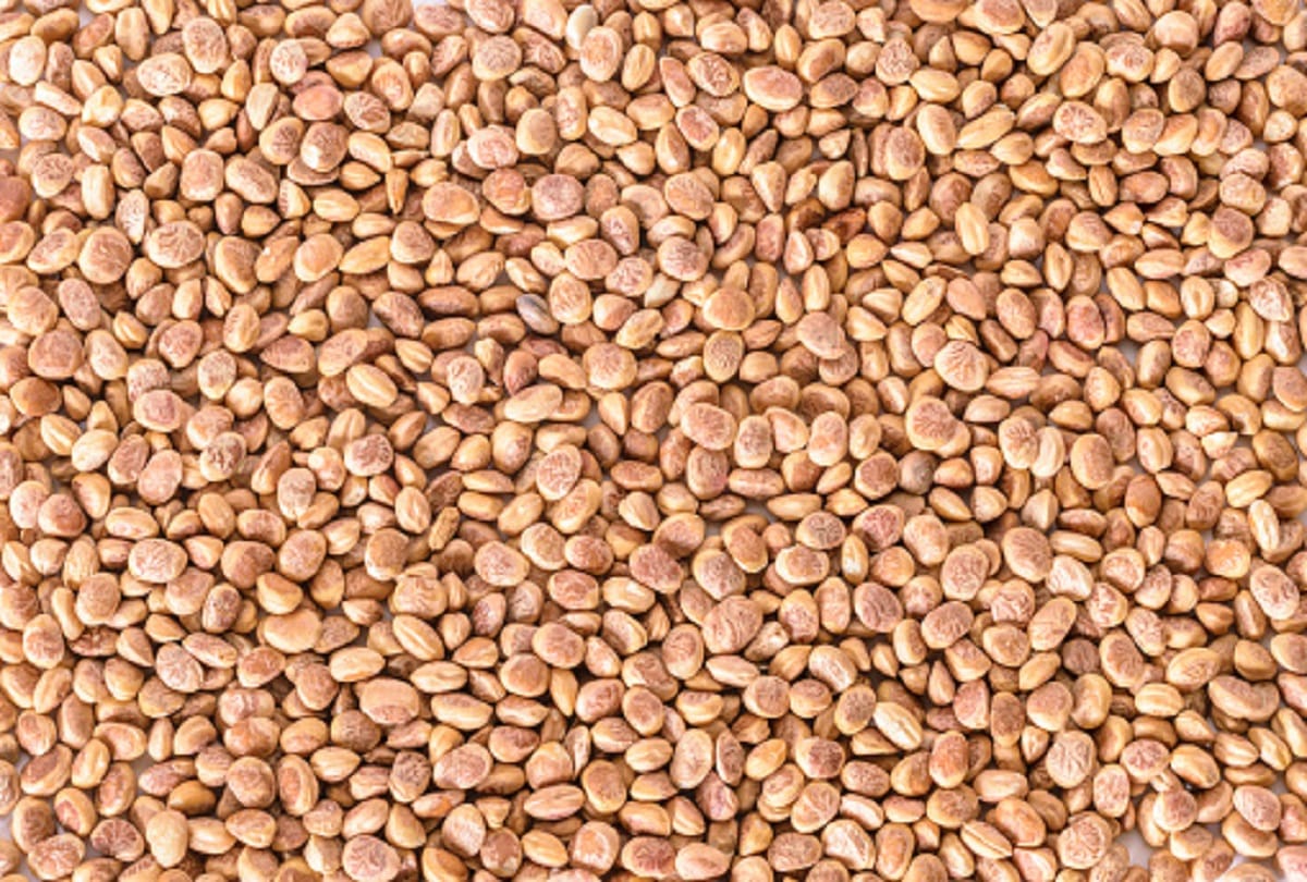 Health benefits of Chironji get rid of constipation and relieve physical weakness