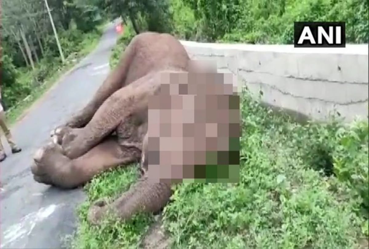 doiwala news : elephant crushed by train, died