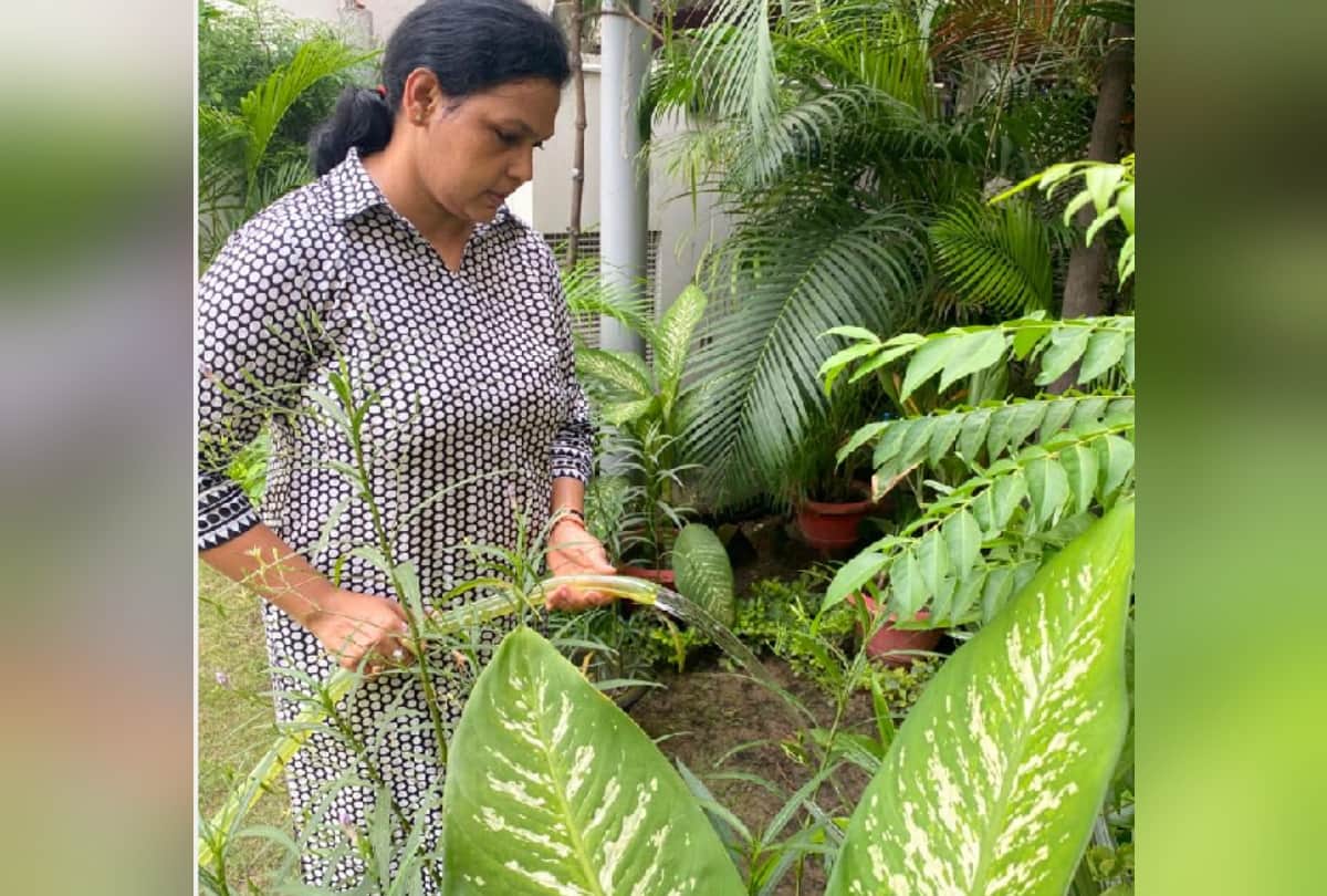 Gardening inspiration of Advocate Abhishek Singh and many people from gorakhpur