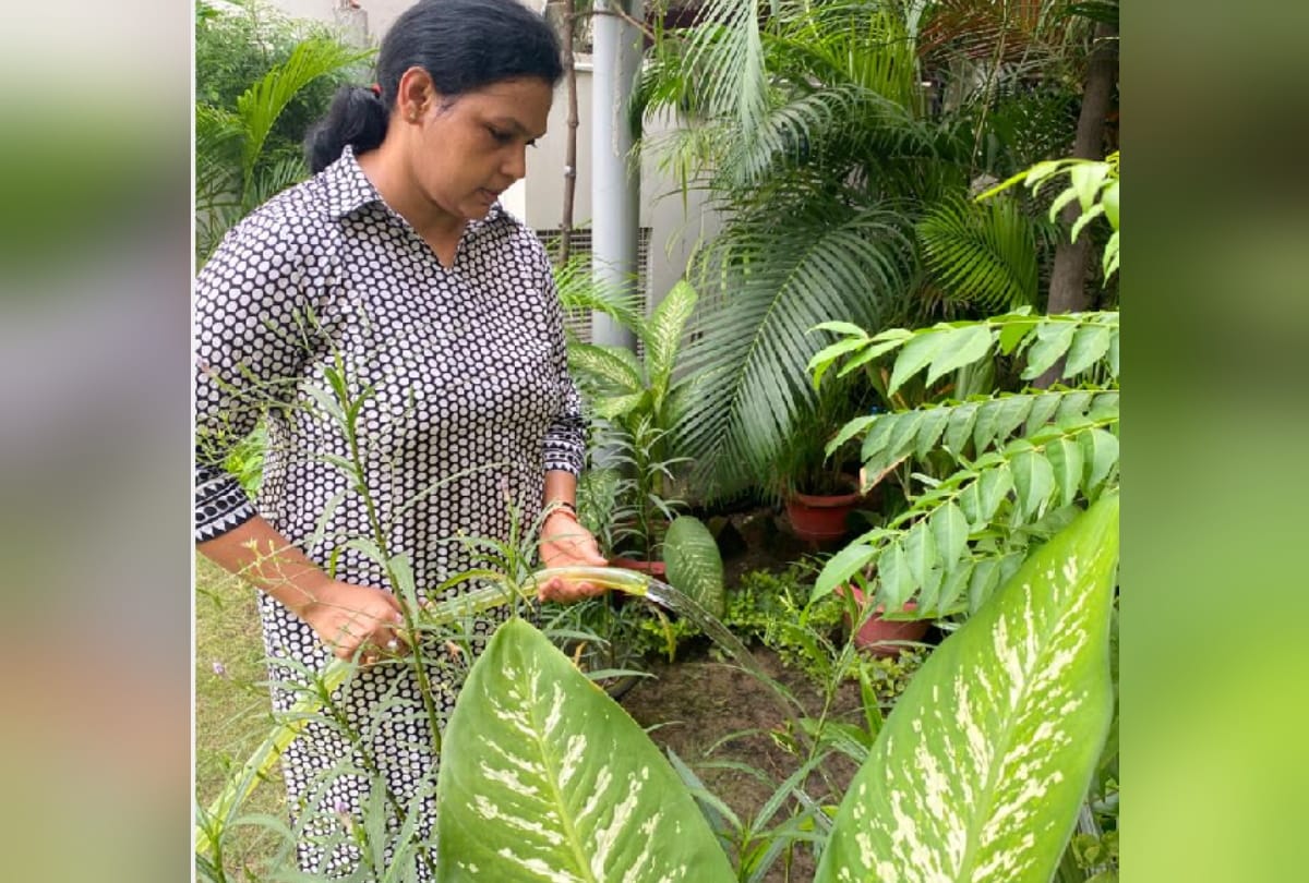 Gardening inspiration of Advocate Abhishek Singh and many people from gorakhpur