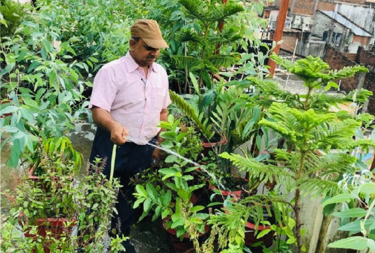 Gardening inspiration of Advocate Abhishek Singh and many people from gorakhpur