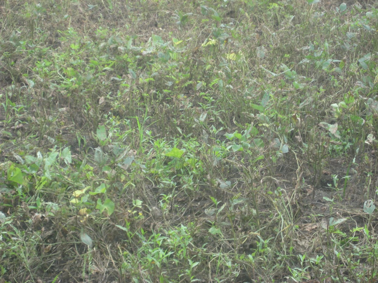 crop failure