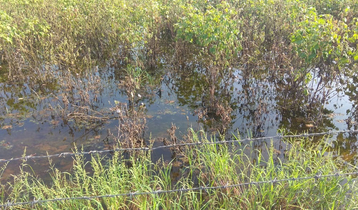 Flood-like situation in Balluana, thousands of acres of crop destroyed in Abohar