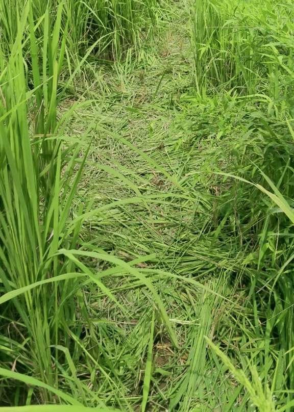 Threatened elephant in Lalpani, chopped paddy field