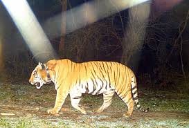 Wild Animals