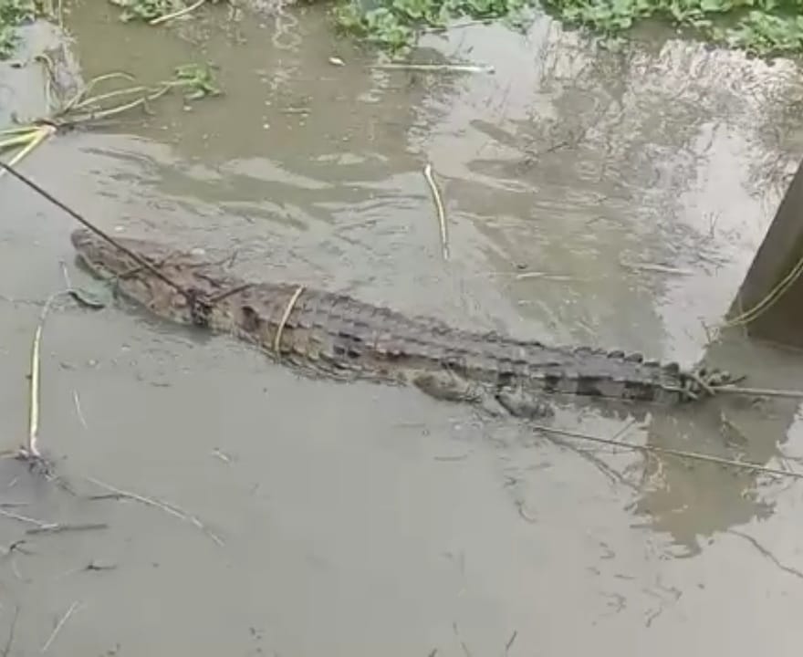 In lieu of catching crocodile, the villagers asked for 50 thousand, even if they did not agree to explain, the forest department called the police