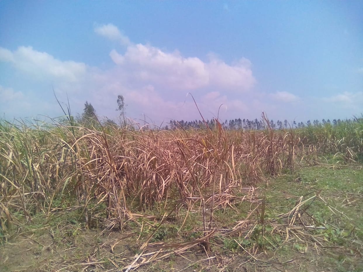 Red rot disease in sugarcane, huge loss to farmers