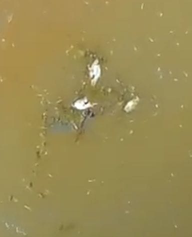 Fishes found dead in water tank of Daboda village, villagers raging
