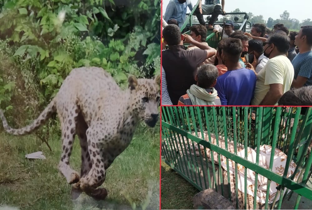 Angry Female Leopard Attack on woman and youth, Rescue Done By Six Hours in rishikesh, Photos