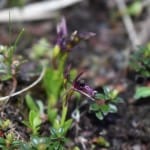 Rare orchid species Liparis Pygmaea found in Uttarakhand After seen in sikkim before 100 years