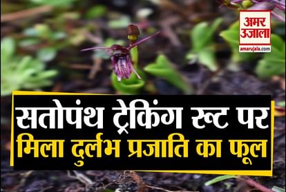 VIDEO: Rare species of orchid Seen in uttarakhand first time