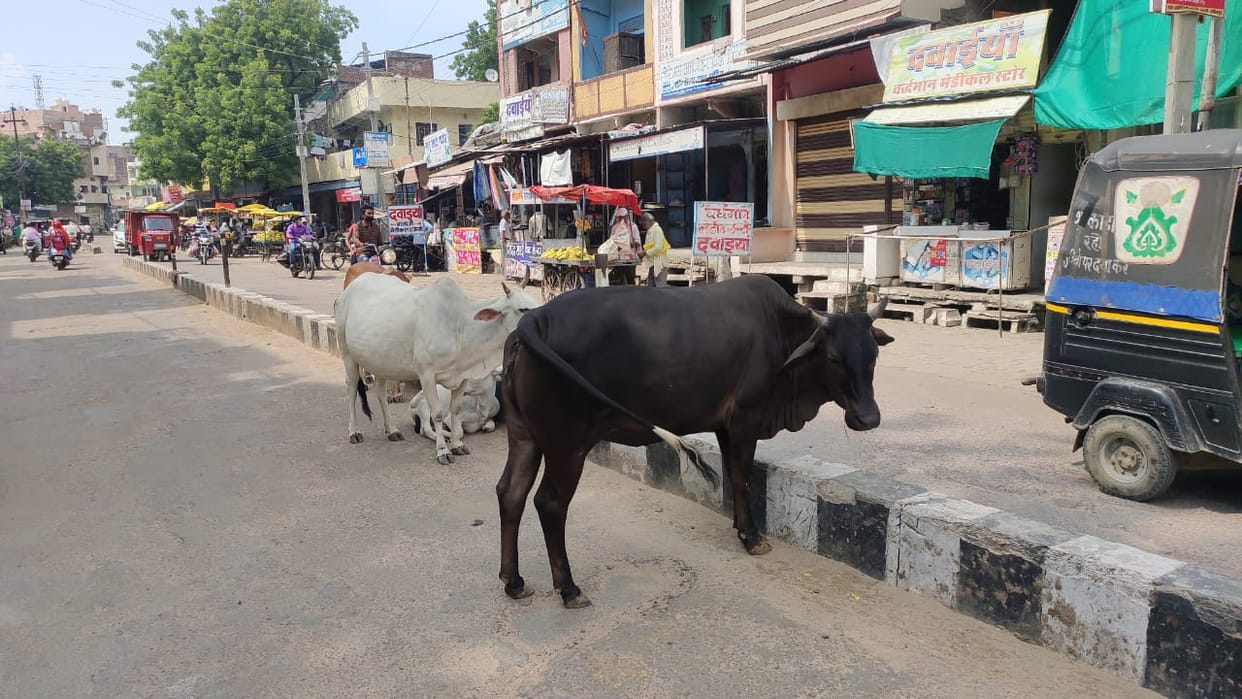 stray animal farmer worried