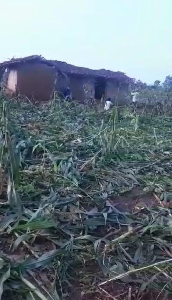 Elephants continue in the village, a farmer's demolished house