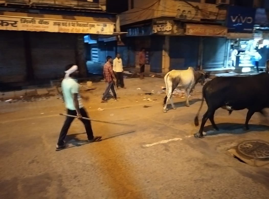 Catch the Cows campaign: 40 animals sent on Wednesday night