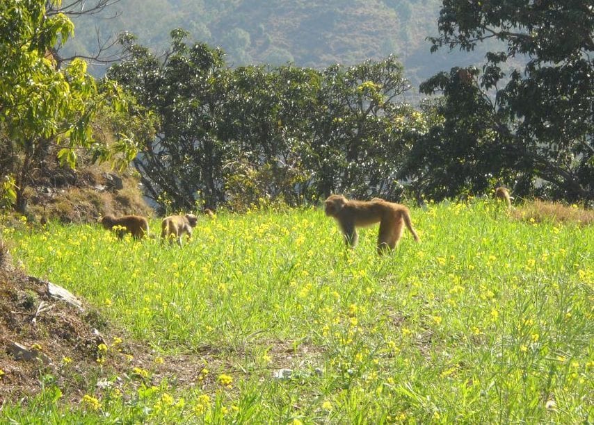 Monkey and boar in Ranikhet