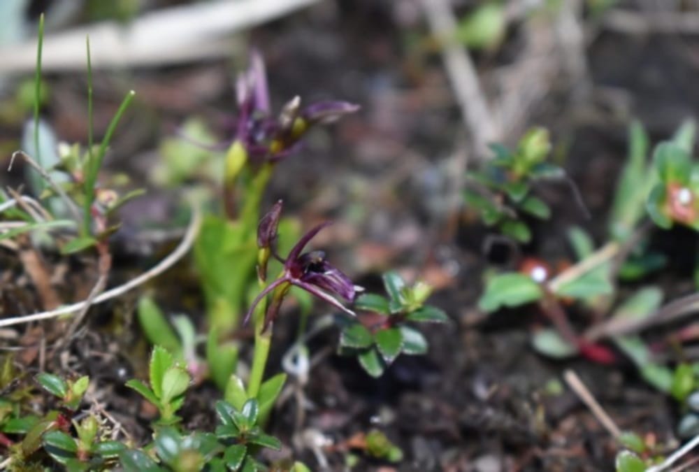 Rare orchid species Liparis Pygmaea found in Uttarakhand After seen in sikkim before 100 years