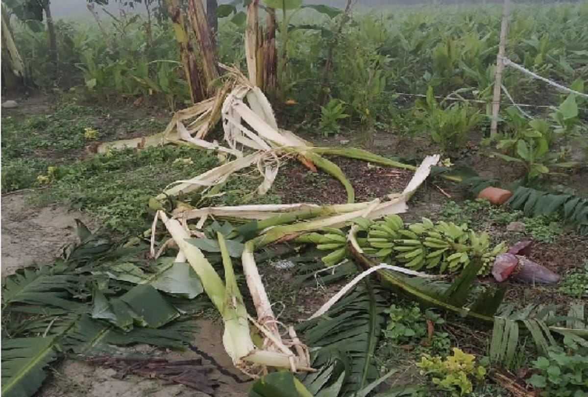 Elephant attack in bareilly