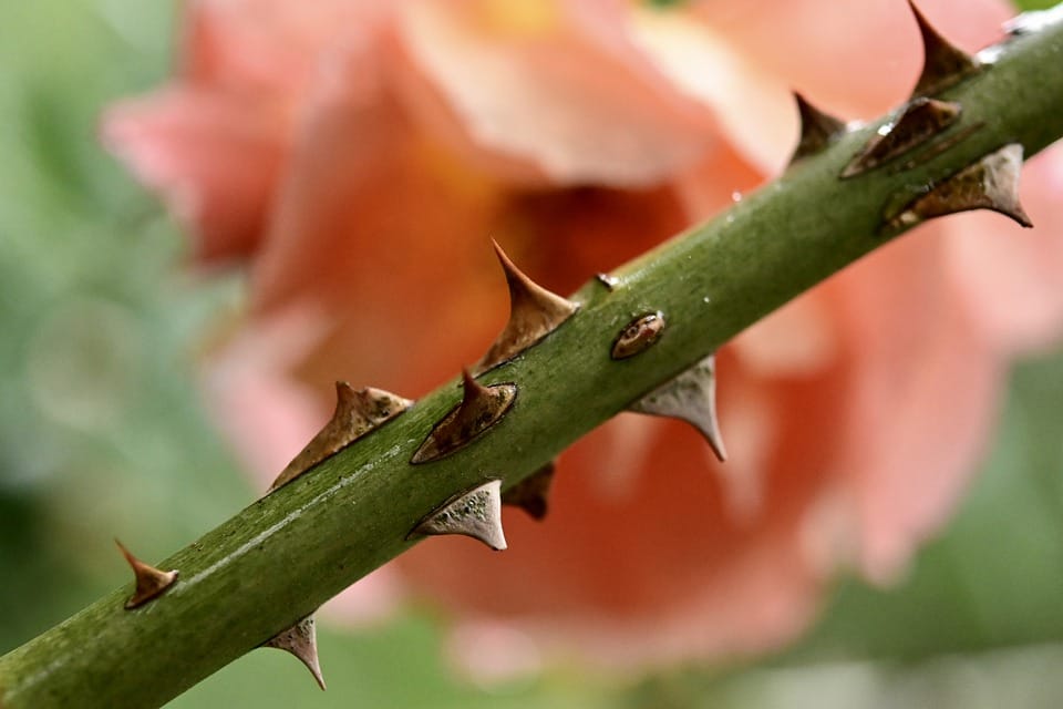 Thorn can be removed by these measures