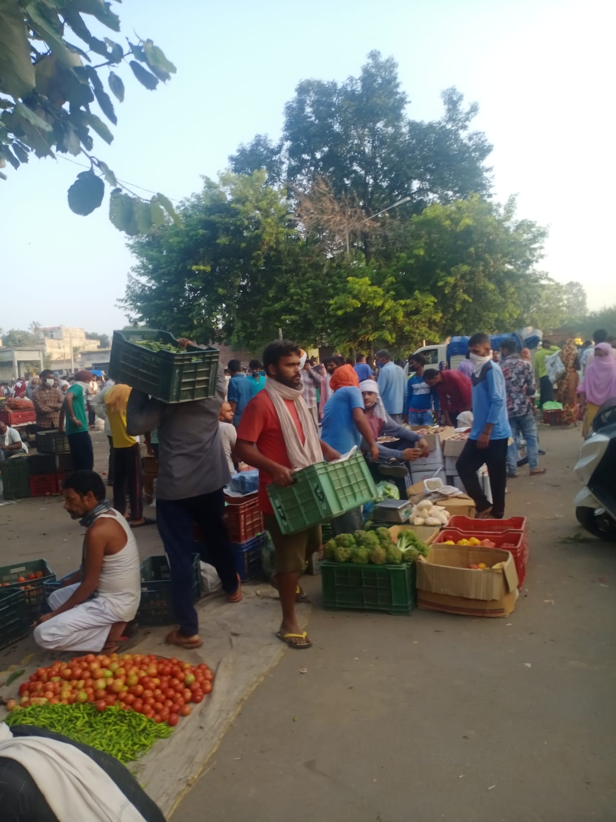 License 8 gets 80 people selling vegetables