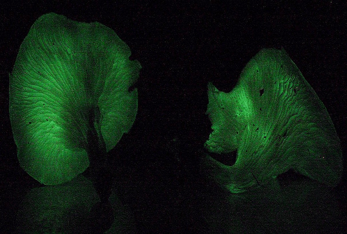 bio luminescent mushrooms found in Goa mountain shines with their light