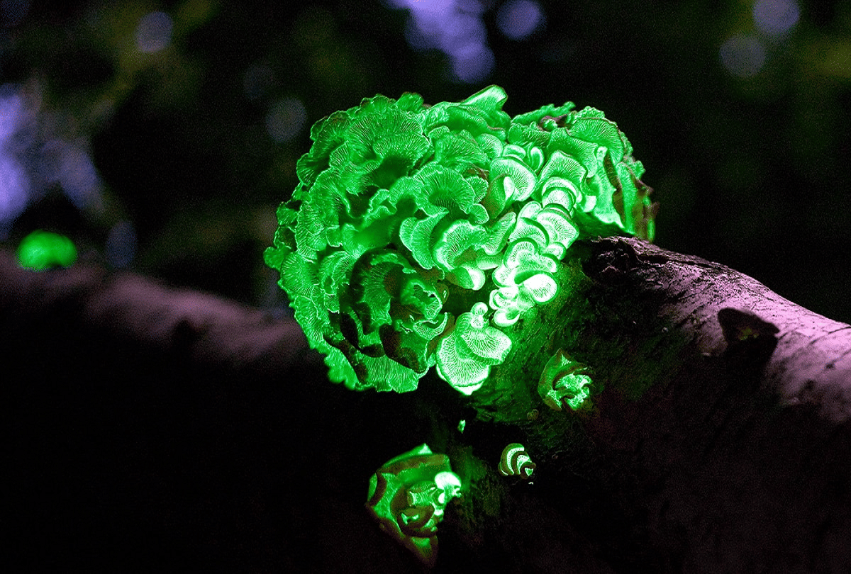 bio luminescent mushrooms found in Goa mountain shines with their light
