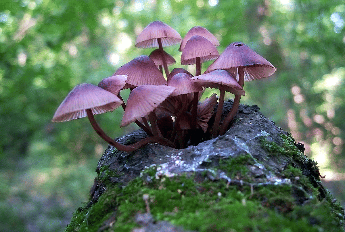 bio luminescent mushrooms found in Goa mountain shines with their light