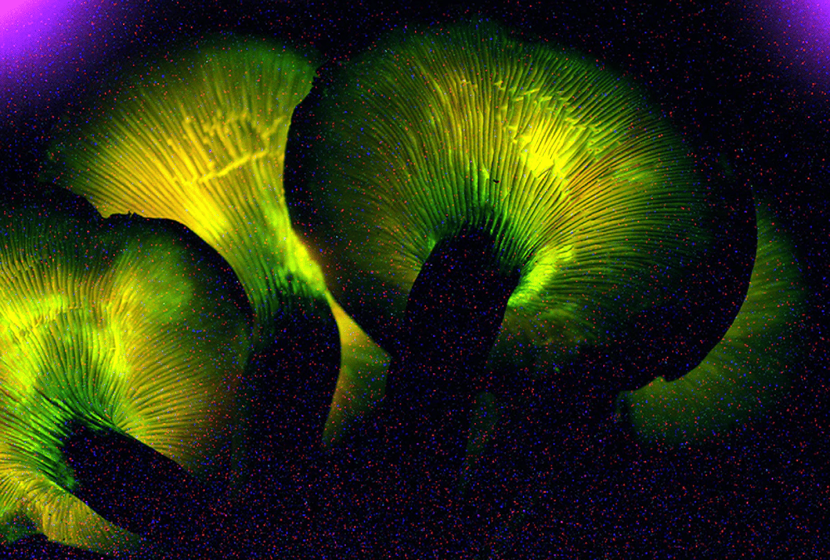 bio luminescent mushrooms found in Goa mountain shines with their light