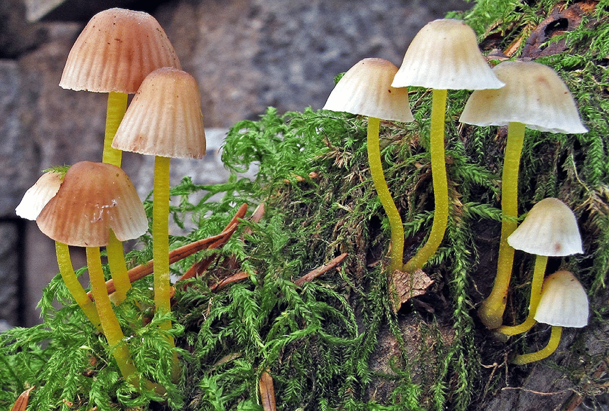 jammu kashmir wild mushrooms to give relief in cancer more than 400 species discovered