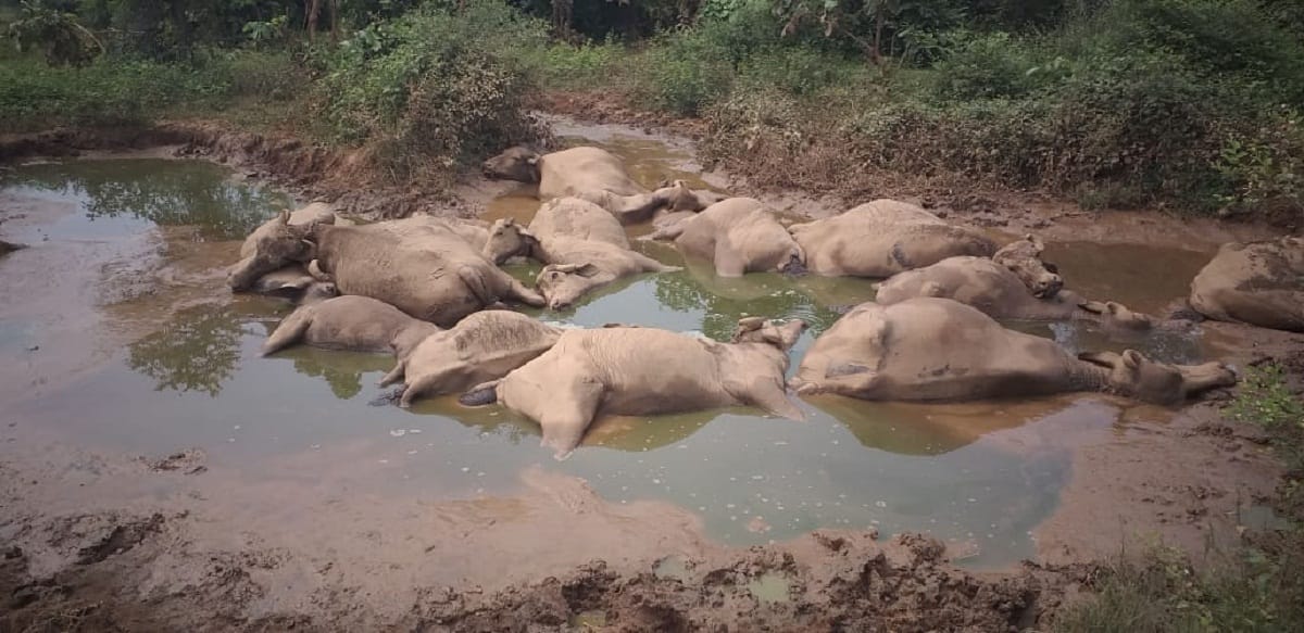 Buffaloes died by lightning in mirzapur up