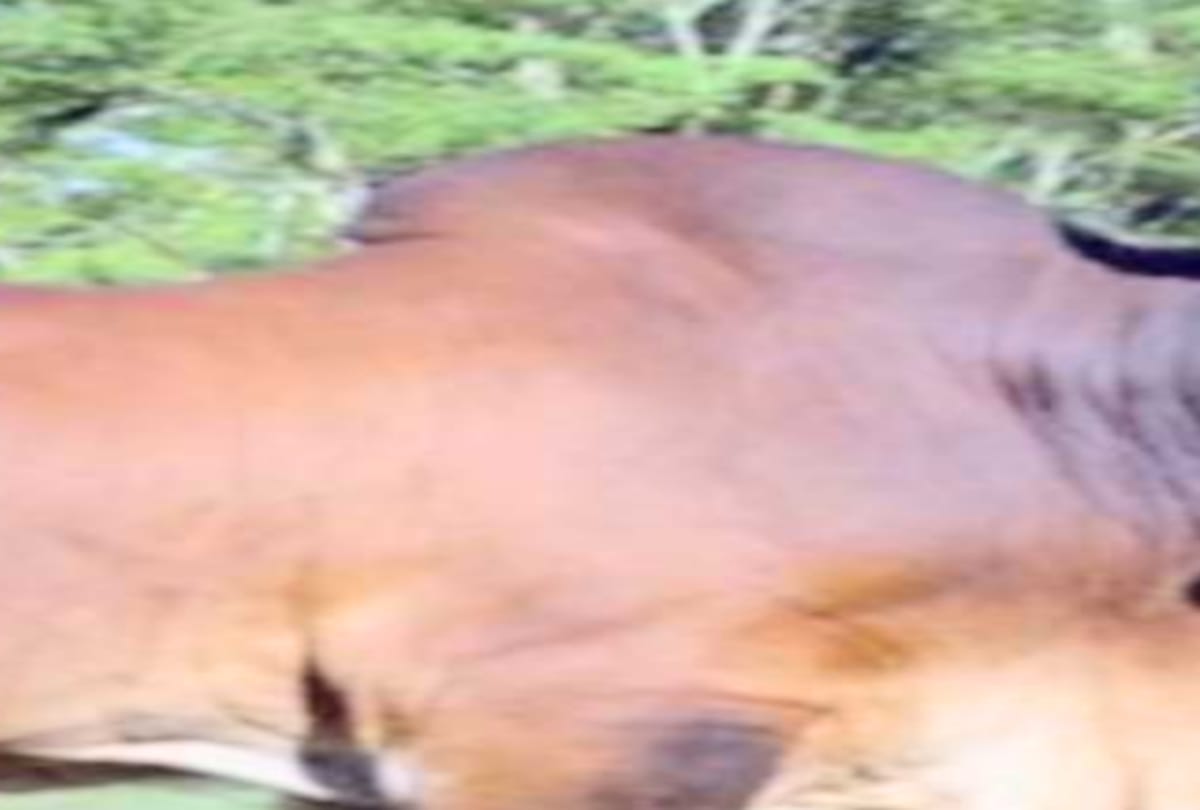 Five bulls pushed into the trench four killed, one seriously injured