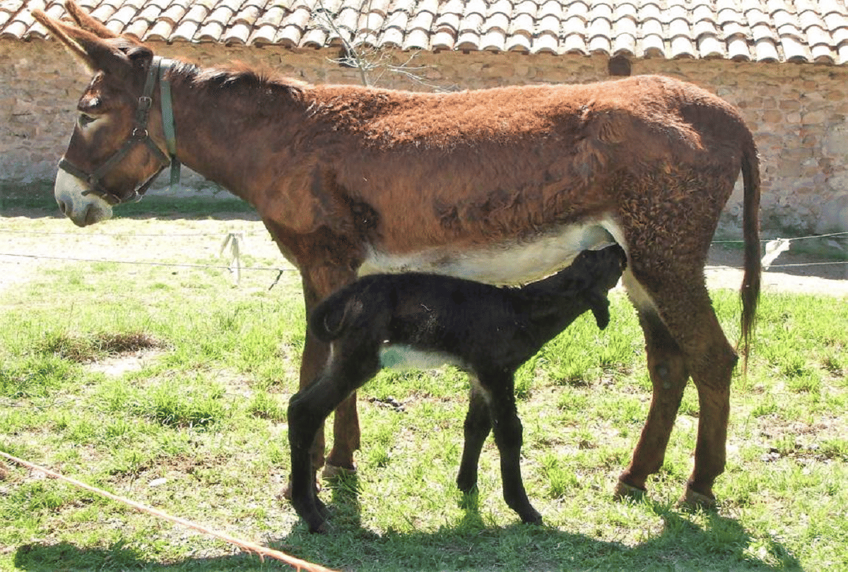 benefit of donkey milk being sold in India for Rs 7,000 per liter