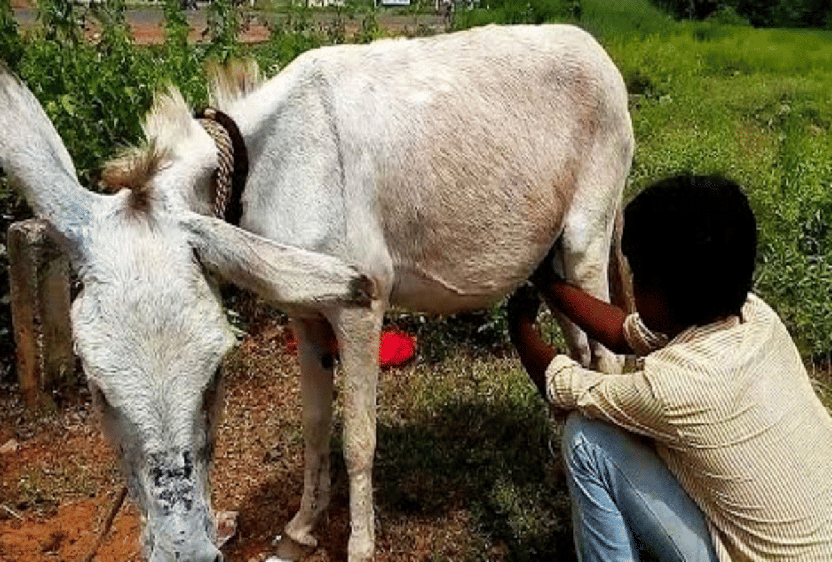 benefit of donkey milk being sold in India for Rs 7,000 per liter