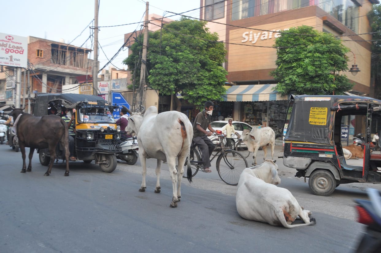 Bull entered into house fighting in sector two rohtak haryana, Jaipur's contractor will catch govansh
