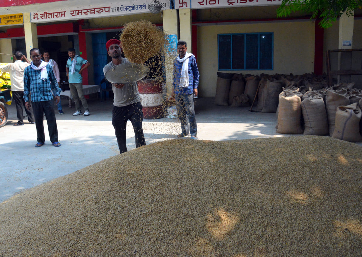 Paddy farmers shocked, basmati prices fall